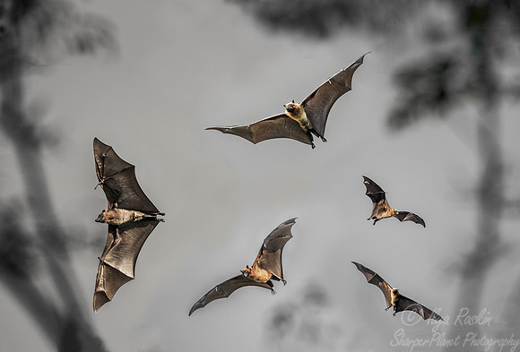 111 Madagascar Flying Fox (Pteropus rufus) - Madagascar