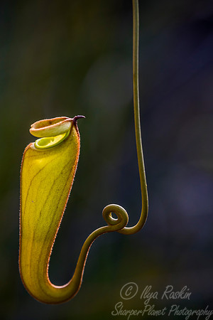 111 Pitcher Plant - Madagascar