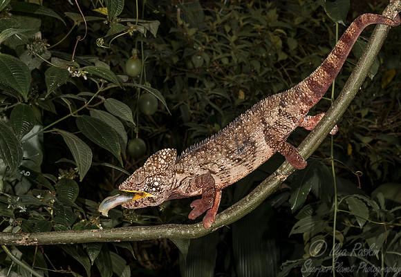 101 Outstalet's Chameleon (Furcifer oustaleti) - Madagascar