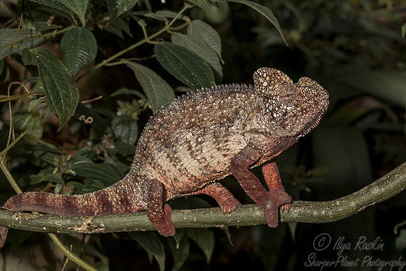 102 Outstalet's Chameleon (Furcifer oustaleti) - Madagascar