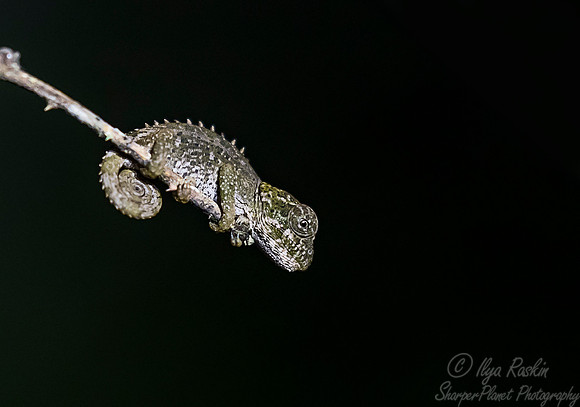 103 Outstalet's Chameleon young (Furcifer oustaleti) - Madagascar