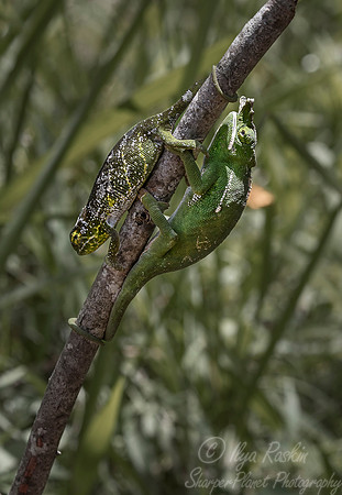 104 Canopy Chameleon famale left and male right (Furcifer willsii) - Madagascar