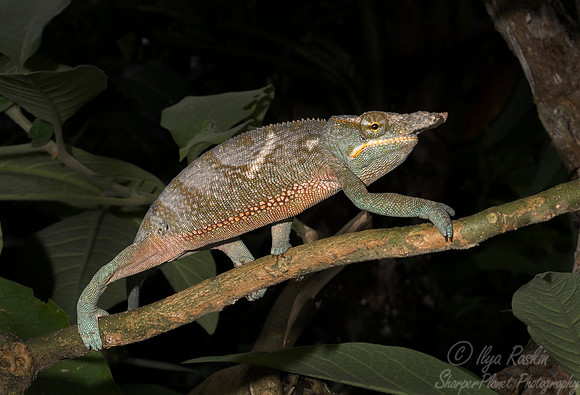 106  Canopy Chameleon male (Furcifer willsii) - Madagascar