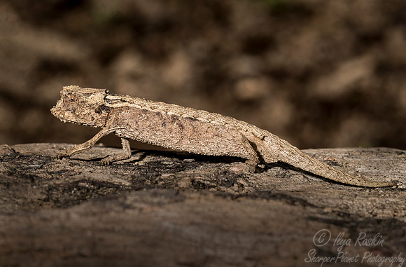 107 Naturelle Leaf Chameleon (Brookesia karchei) - Madagascar