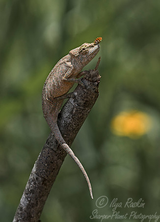 089 Long-nosed Chameleon (Calumma gallus) - Madagascar