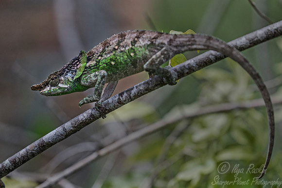 090 Columma malthe - Madagascar