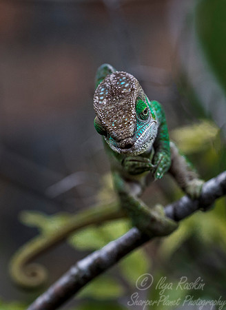 091 O'Shaughnessy's Chameleon (Calumma oshaughnessyi) - Madagascar