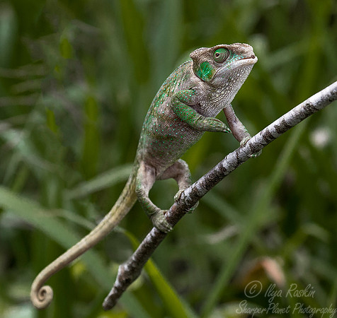 092  O'Shaughnessy's Chameleon (Calumma oshaughnessyi) - Madagascar