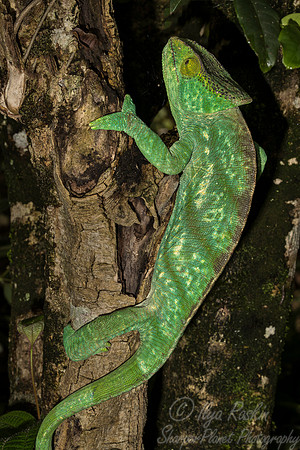 094 Parson's Chameleon female (Calumma parsonii) - Madagascar