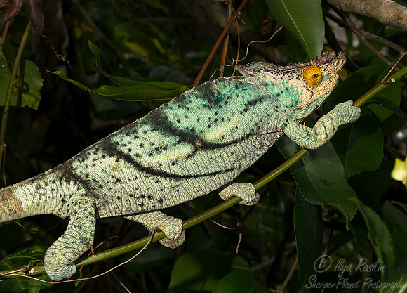 096 Parson's Chameleon male (Calumma parsonii) - Madagascar