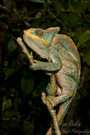 097 Parson's Chameleon young male (Calumma parsonii) - Madagascar