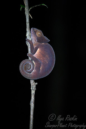098  Parson's Chameleon young (Calumma parsonii) - Madagascar