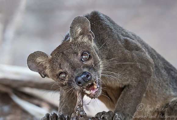 103 Fossa (Cryptoprocta ferox) - Madagascar