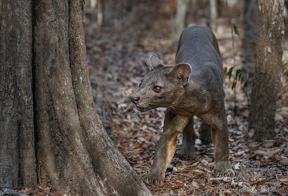 102 Fossa (Cryptoprocta ferox) - Madagascar