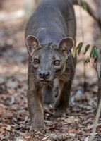 2017 Madagascar Wildlife - not Lemurs