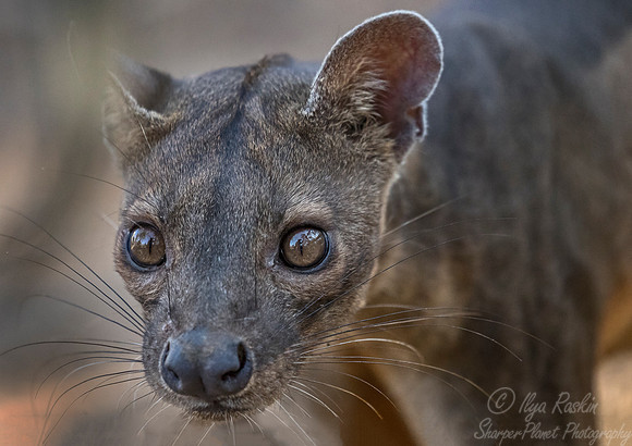 108 Fossa (Cryptoprocta ferox) - Madagascar