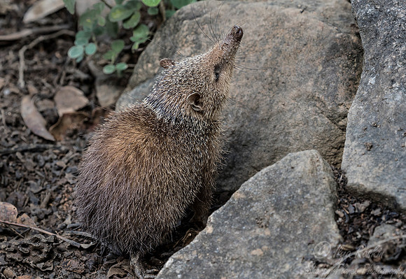 110 Common Tenrec (Tenrec ecaudatus) - Madagascar