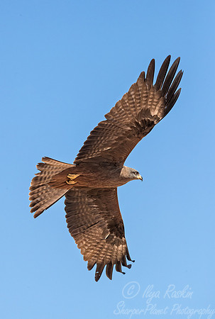 283 Yellow-billed Kite (Milvus aegyptius) - Madagascar