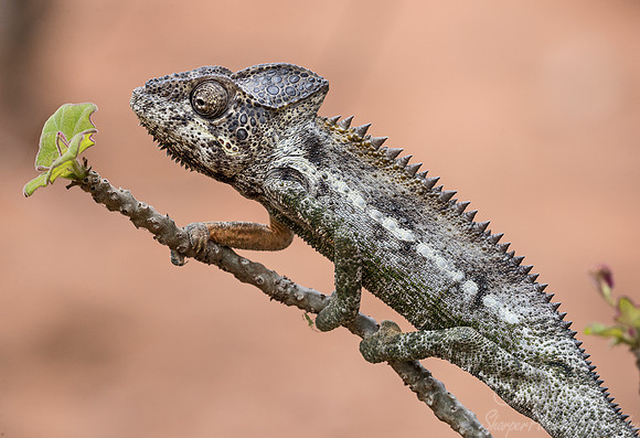 1085 Warty (Spiny) Chameleon (Furcifer verrucosus) - Madagascar