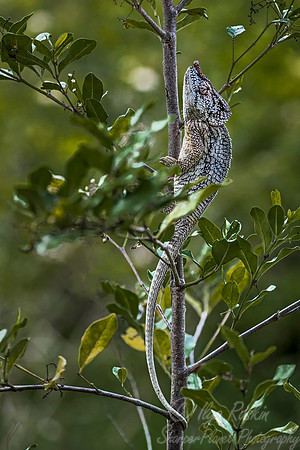 1086 Short-horned Chameleon (Calumma brevicornis) - Madagascar