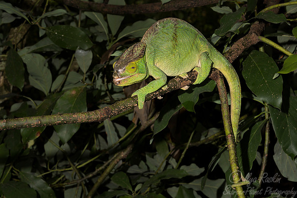 1088 Columa spp - Madagascar