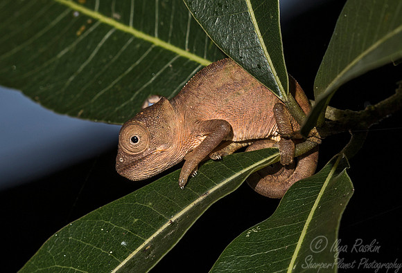 1093 Columa Chameleon spp. young - Madagascar