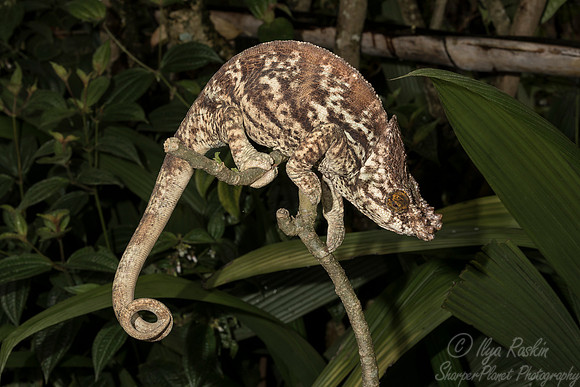 1095 Parson's Chameleon male (Calumma parsonii) - Madagascar