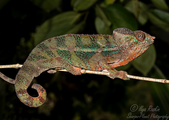 1099 Panther Chameleon (Furcifer pardalis) - Madagascar