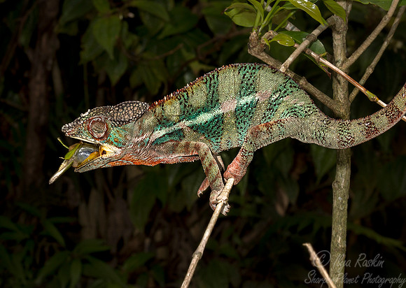 1100 Panther Chameleon (Furcifer pardalis) - Madagascar
