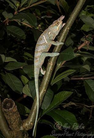 1105 Canopy Chameleon male (Furcifer willsii) - Madagascar
