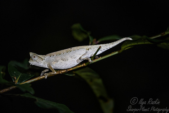 1108  Naturelle Leaf Chameleon (Brookesia spp) - Madagascar