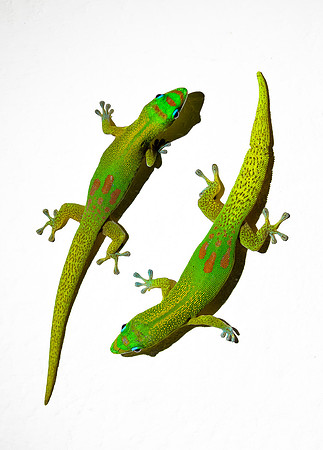 1109 Gold Dust Day Gecko (Phelsuma laticauda) - Madagascar