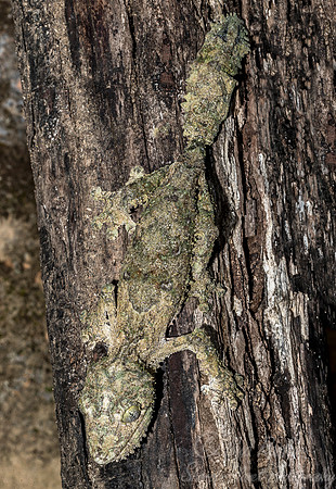 1110 Leaftailed Gecko (Uroplatus spp) - Madagascar