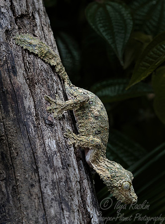 1111 Leaftailed Gecko (Uroplatus spp) - Madagascar