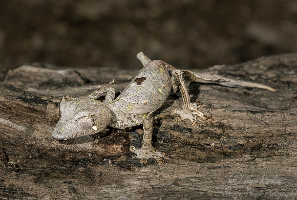 1112 Satanic Leaf-tailed Gecko (Uroplatus phantasticus) - Madagascar