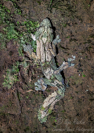 1113 Mossy Leaf-tailed Gecko (Uroplatus sikorae) - Madagascar