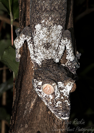 1114 Giant Leaf-Tailed Gecko (Uroplatus fimbriatus) - Madagascar