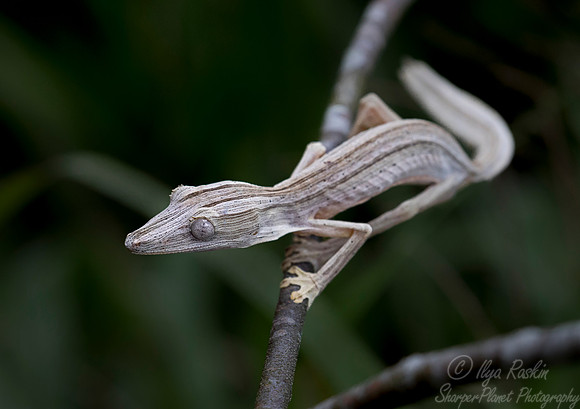 1115 Lined Leaf-tailed Gecko ( Uroplatus lineatus) - Madagascar