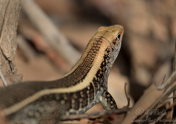 1116 Karsten's Girdied Lizard (Zonosaurus karsteni) - Madagascar