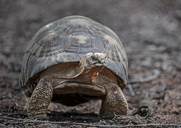1117 Radiated Tortoise (Astrochelys radiata) - Madagascar