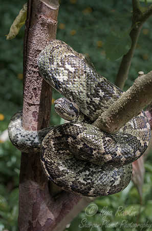 1118 Madagascar Tree Boa (Sanzinia madagascariensis) - Madagascar