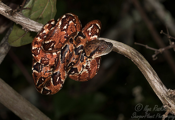 1119  Madagascar Tree Boa young (Sanzinia madagascariensis) - Madagascar