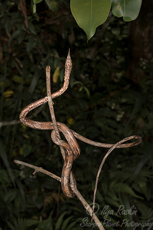 1120 Leafnose Snake male (Langaha madagascariensis) - Madagascar