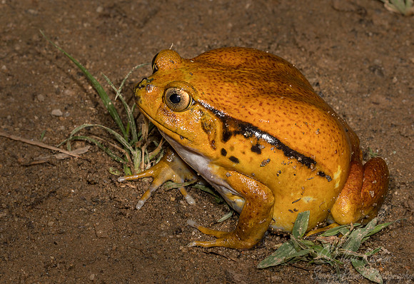 1121 Tomato Frog (Dyscophus spp) - Madagascar