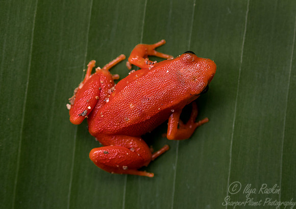 1122 Golden mantella (Mantella aurantiaca) - Madagascar
