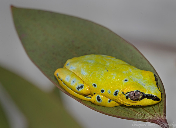 1123 Madagascar Reed Frog (Heterixalus madagascarensis) - Madagascar