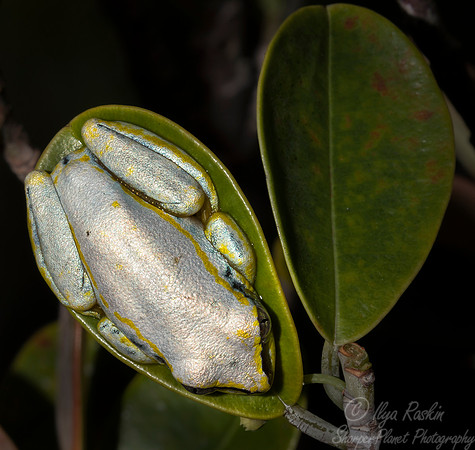 1124  Madagascar Reed Frog (Heterixalus madagascarensis) - Madagascar