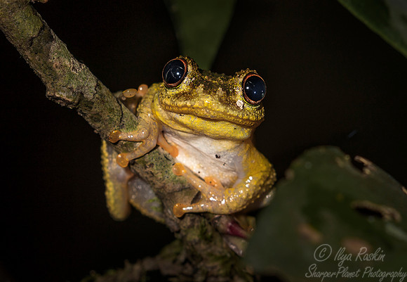 1125 Tree Frog - Madagascar
