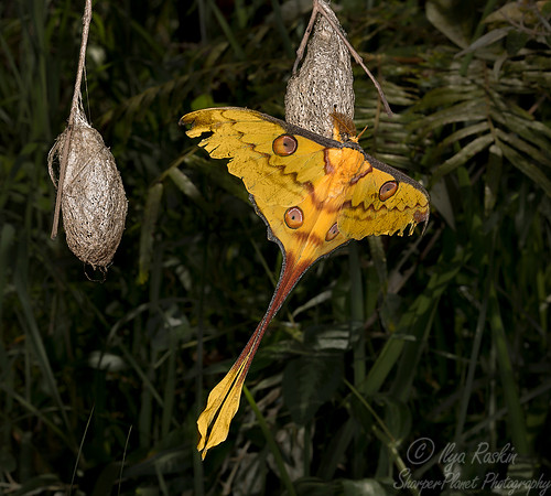 2030 Madagascar Comet (Moon) Moth (Argema mittrei) - Madagascar