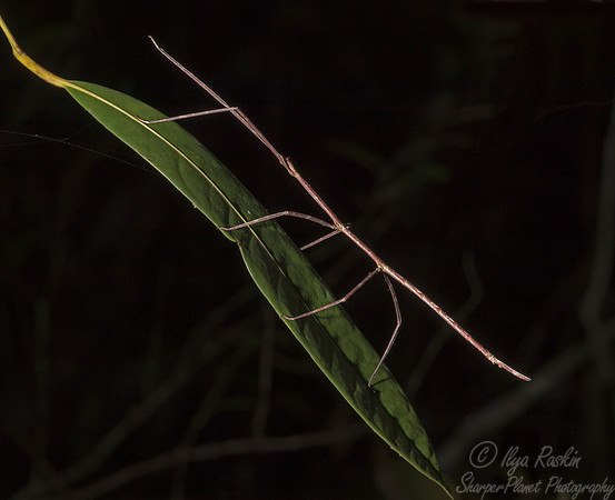 2031 Stick Insect (Phasmatodea spp) - Madagascar